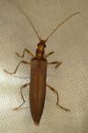 Oedemera femoralis