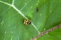 Propylea quatuordecimpunctata