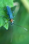 Oedemera croceicollis