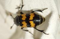 Nicrophorus vespillo