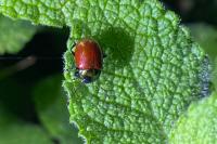 Chrysolina polita