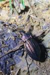 Carabus cancellatus