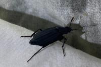 Necrodes littoralis