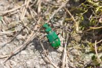 Cicindela campestris