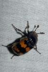 Nicrophorus vespillo