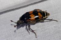 Nicrophorus vespillo