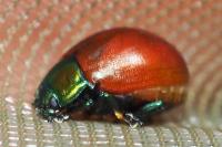 Chrysolina polita