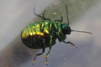 Chrysolina