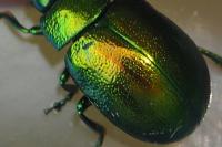 Chrysolina