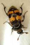 Nicrophorus vespillo