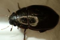 Hydrophilus piceus