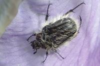 Tropinota squalida