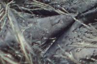 Tropinota squalida