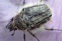 Tropinota squalida