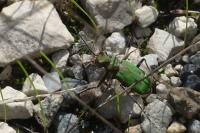 Cicindela campestris