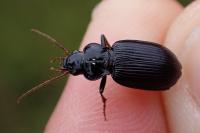 Nebria salina