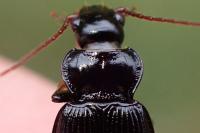 Nebria salina