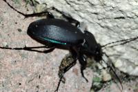 Carabus violaceus