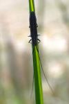 Calamobius filum