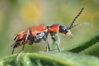 Clanoptilus rufus