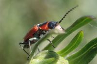 Clanoptilus rufus
