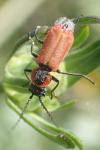 Clanoptilus rufus