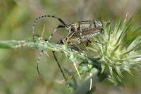 Agapanthia cardui / Agapanthia suturalis