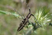 Agapanthia cardui / Agapanthia suturalis