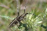 Agapanthia cardui / Agapanthia suturalis