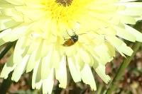 Cryptocephalus rugicollis