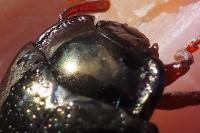 Chrysolina bankii