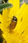 Cryptocephalus rugicollis