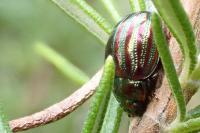 Chrysolina americana