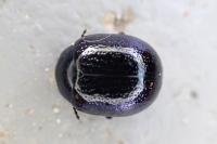 Chrysolina haemoptera