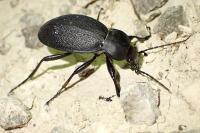 Carabus coriaceus