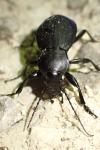 Carabus coriaceus