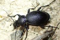 Carabus coriaceus