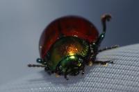 Chrysolina polita