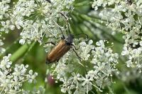 Stictoleptura maculicornis