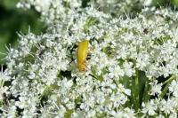 Cteniopus sulphureus