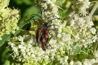 Stenurella melanura