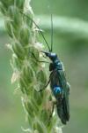 Oedemera nobilis