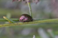 Chrysolina americana