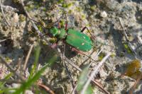 Cicindela campestris