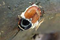 Aphodius cardinalis