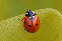 Coccinella septempunctata