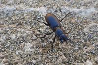 Broscus cephalotes