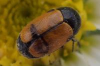 Cryptocephalus rugicollis