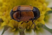 Cryptocephalus rugicollis