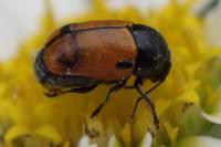 Cryptocephalus rugicollis